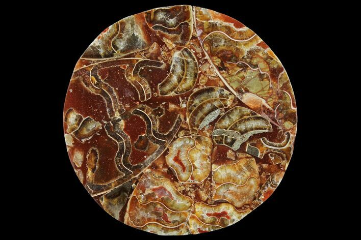 Composite Plate Of Agatized Ammonite Fossils #107210